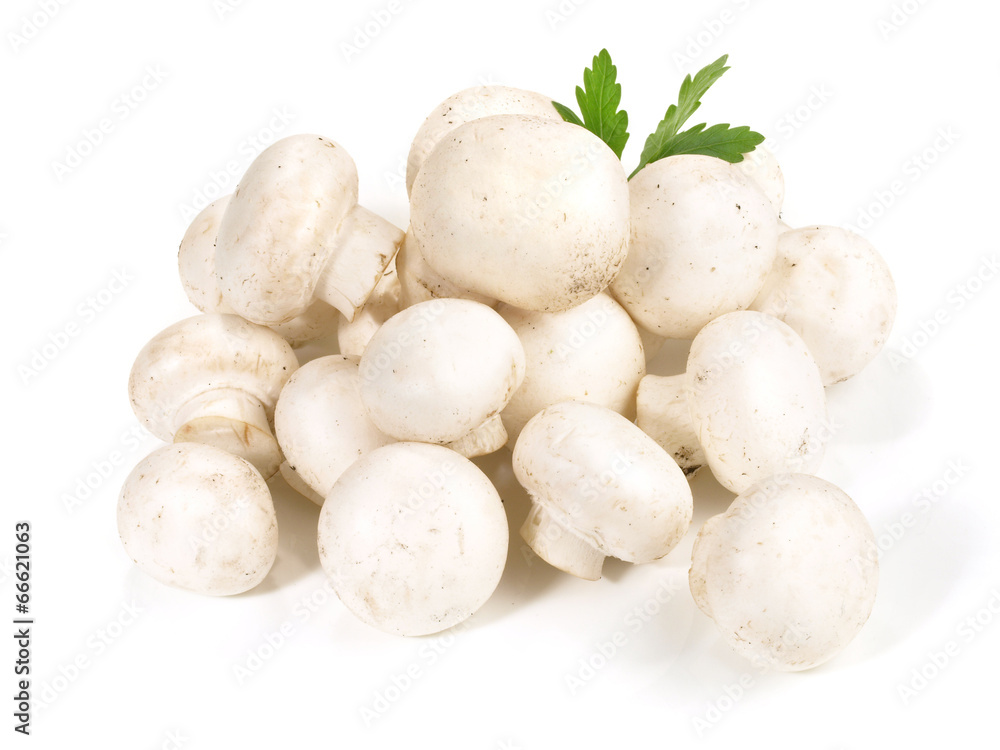 Champignons Champignons