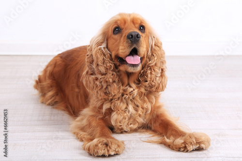 Obraz na płótnie English cocker spaniel in room