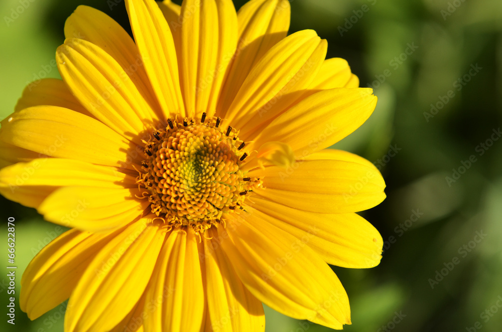 yellow flower yellow flower
