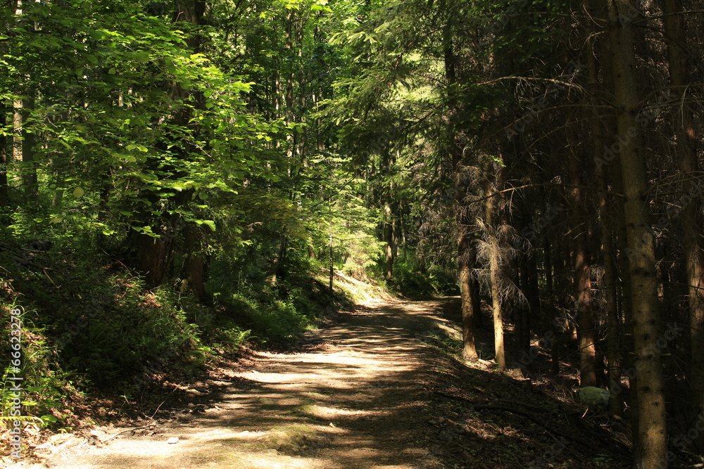 Fototapeta premium rural road into the forest