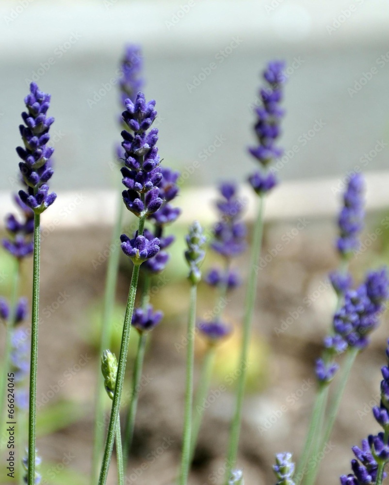 Obraz premium Lavendel