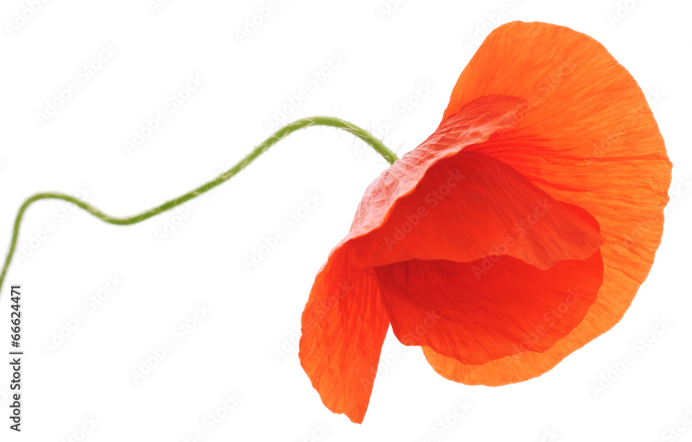 Fototapeta premium Poppy