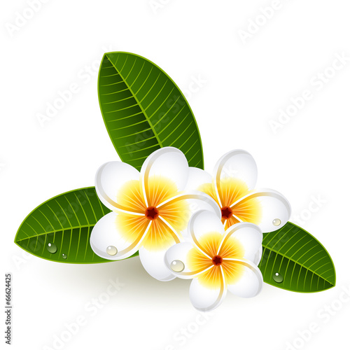 Plumeria