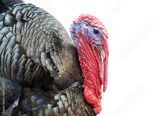 Portrait of turkey