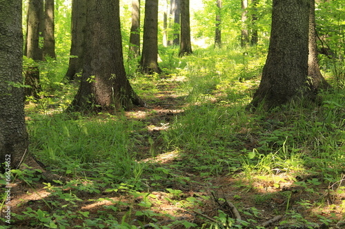 rural road into the forest