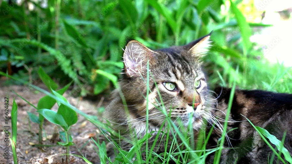 Maine Coon cat lying down, smelling grass. Macro shift motion Maine Coon cat lying down, smelling grass. Macro shift motion