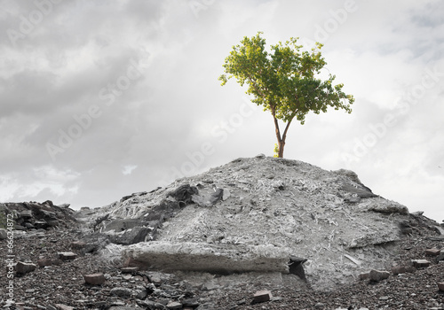 Photography Green tree