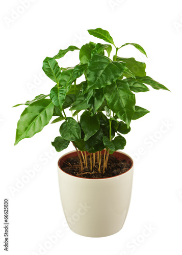 Coffee tree  Arabica Plant  in flower pot isolated on white back