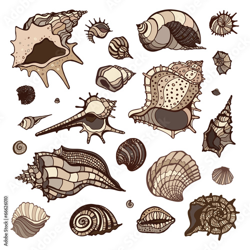 Sea shells set.