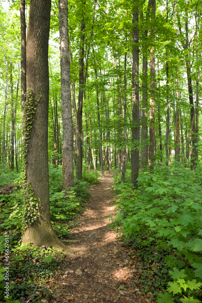 Fototapeta premium Spring forest