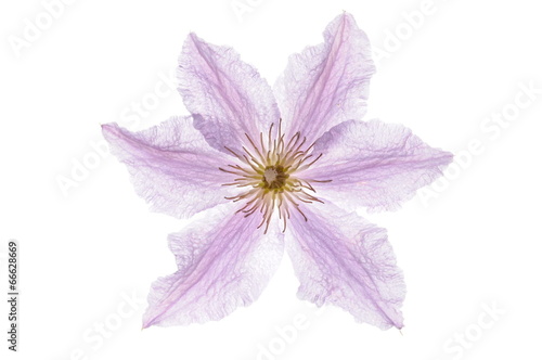 Clematis flower head isolated on white background
