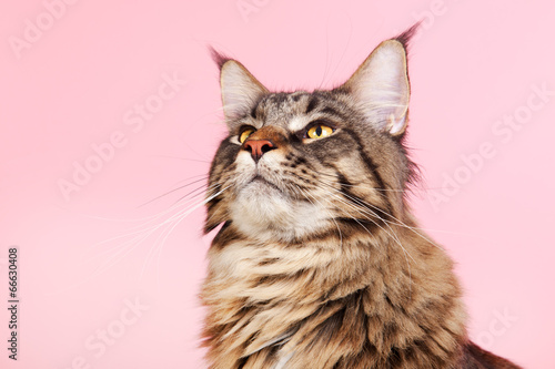 Fototapeta Naklejka Na Ścianę i Meble -  Maine coon cat on pastel pink