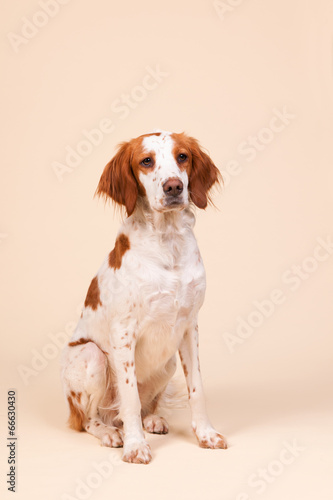 Portrait of Cross-breed Spaniel