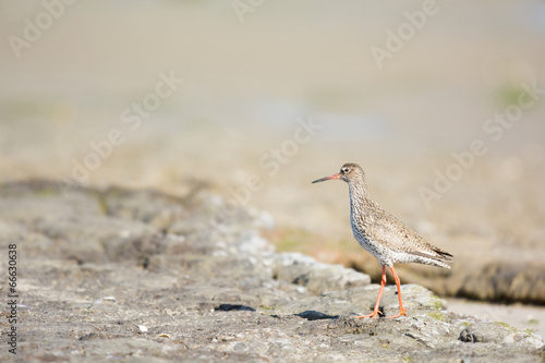 common red shank at the beach