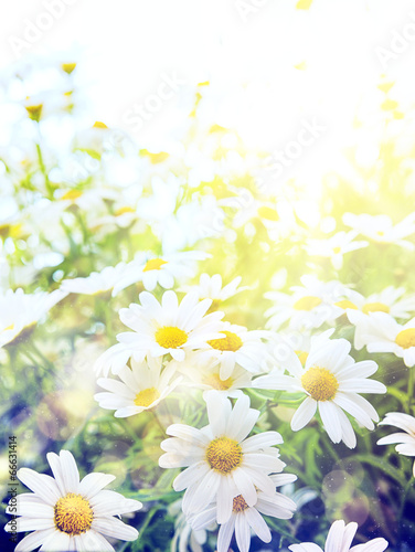 Art high light; Bright summer flowers Natural background
