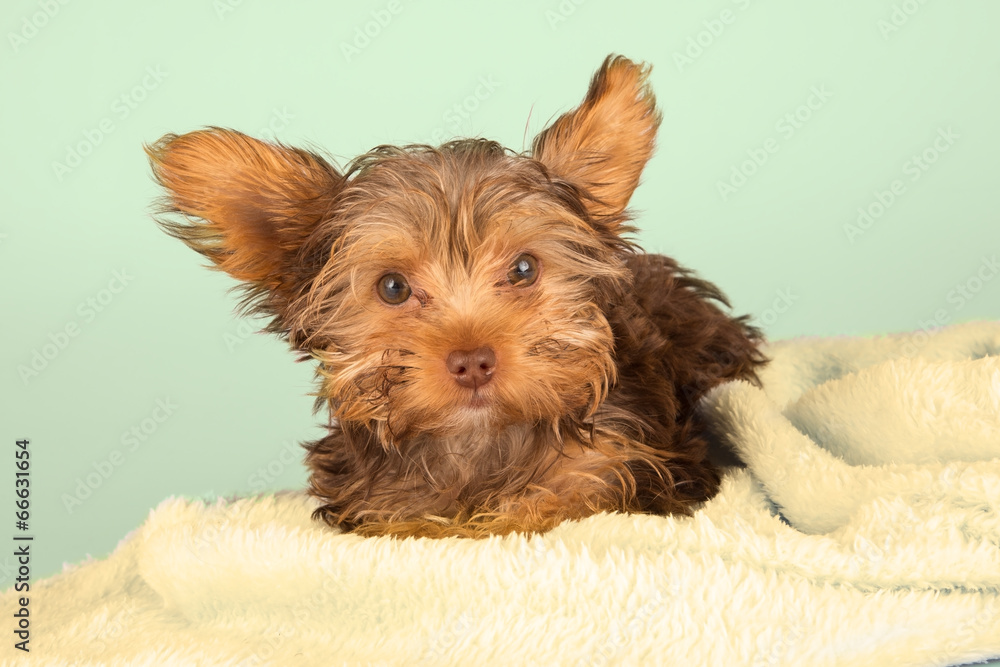 Tired cute little Yorkshire terrier resting on soft yellow bed