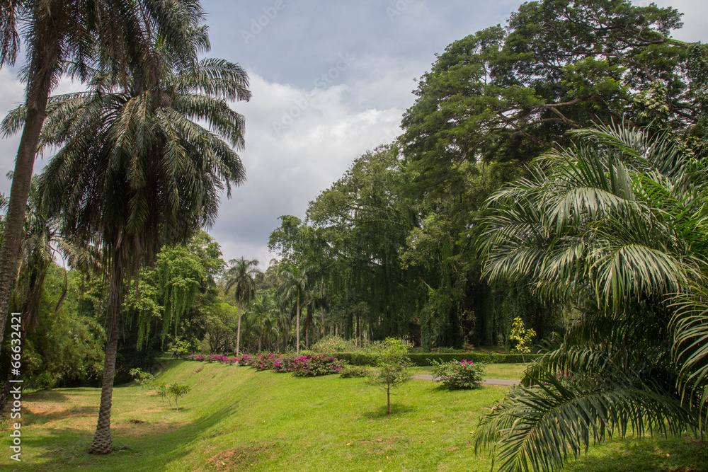 botanical Garden of Peradeniya botanical Garden of Peradeniya