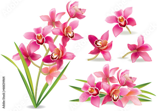 Fototapeta Naklejka Na Ścianę i Meble -  Branch orchid