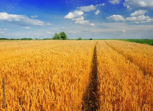 Wheat field against a blue sky