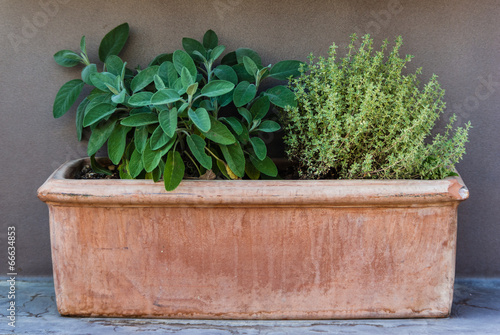 Clay pot with two herb plants on a bench.