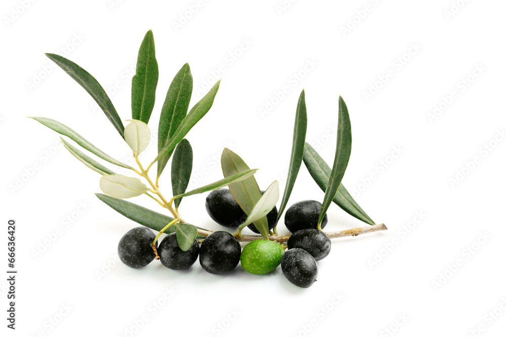Ramo di ulivo con foglie e olive nere ed una verde Stock Photo | Adobe Stock