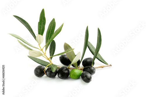 Ramo di ulivo con foglie e olive nere ed una verde