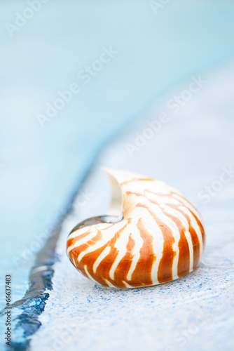 nautilus shell at resort swimming pool edge © Elena Moiseeva