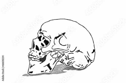 teschio su sfondo bianco