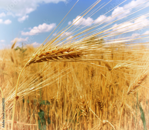 Wheat field against a blue sky © Željko Radojko