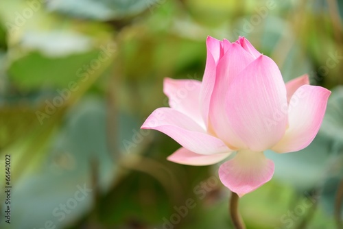 beautiful pink Thai water lily