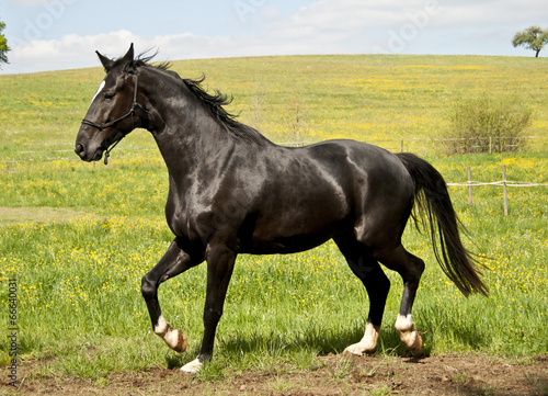 Stolzes Pferd © anjajuli