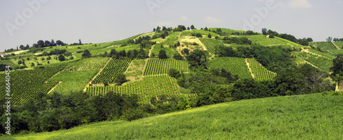 Oltrepo Pavese vineyards panorama