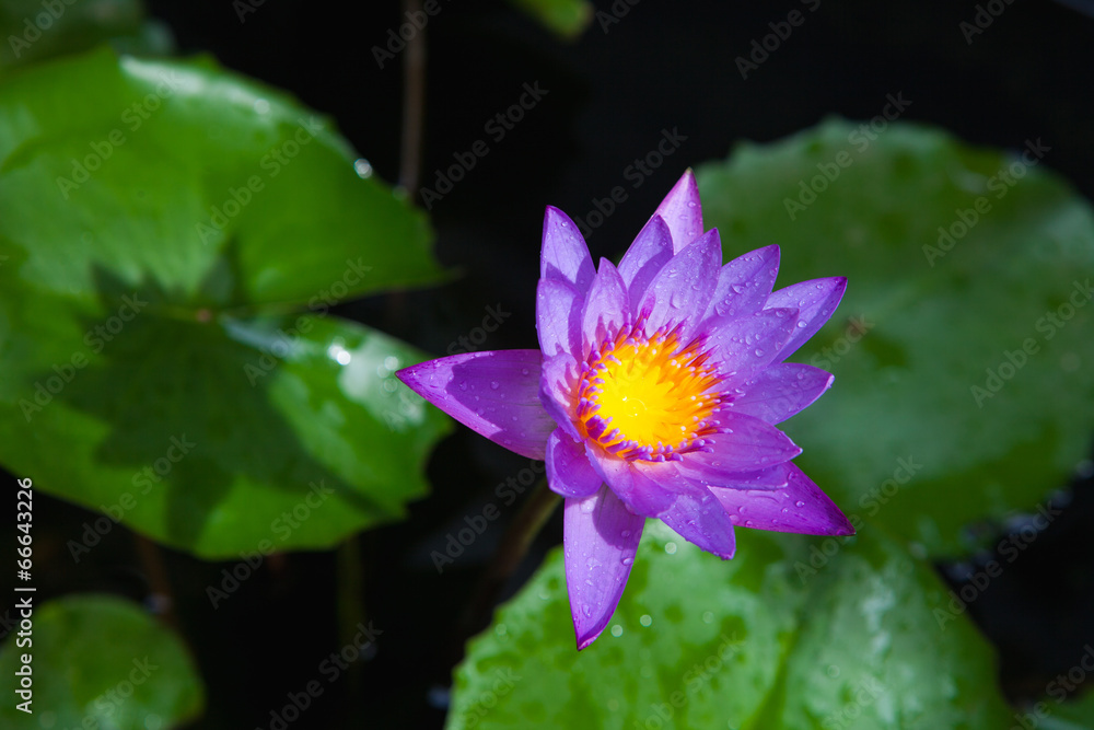 purple lotus