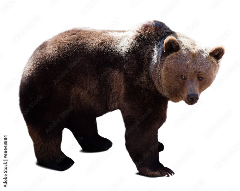 Fototapeta premium bear over white background