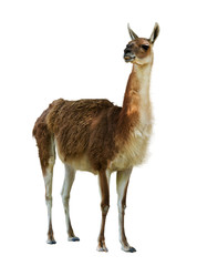 Sierkussen Lama Guanaco in Patagonisch landschap  © JackF