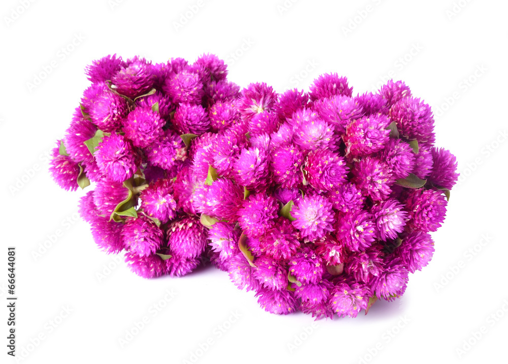 Globe amaranth or Gomphrena globosa isolated on white background Globe amaranth or Gomphrena globosa isolated on white background