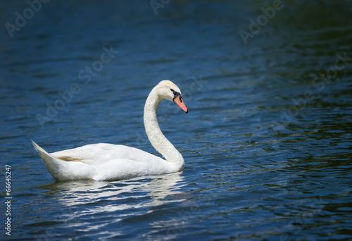 Mute swan (Cygnus olor) swimming