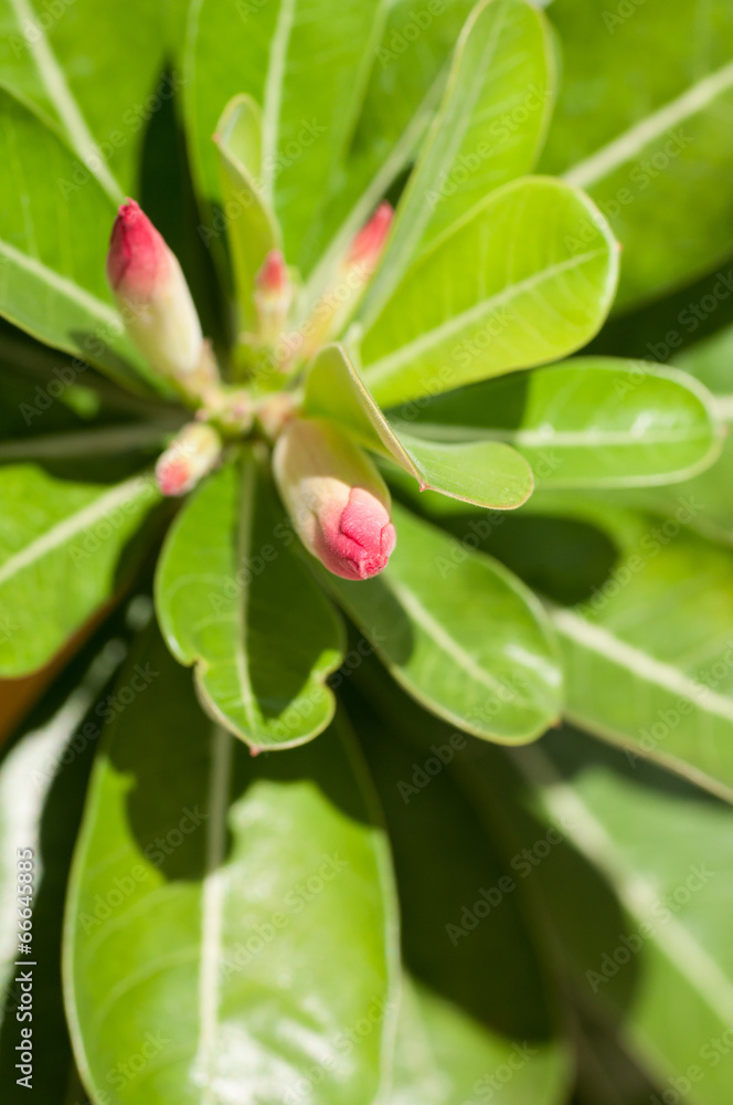 Adenium obesum or Desert rose flower buds Adenium obesum or Desert rose flower buds