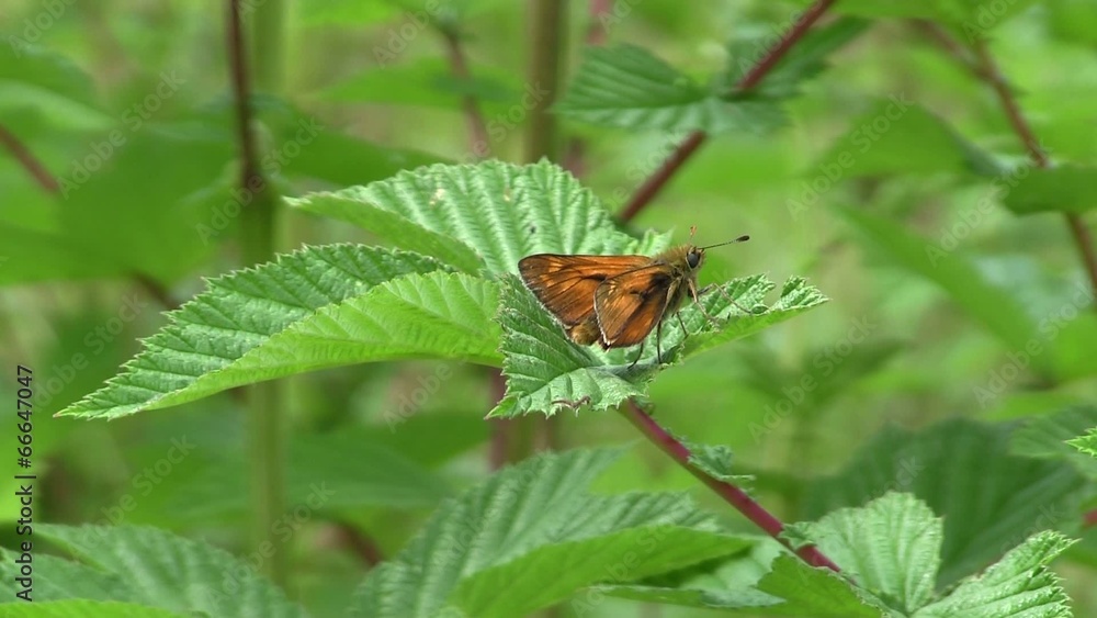 Small Skipper Butterfly Resting On Leaf Small Skipper Butterfly Resting On Leaf