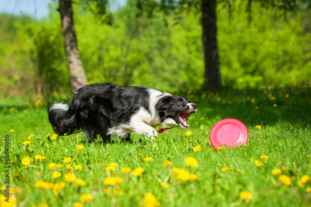 Border collie catching frisbee Border collie catching frisbee