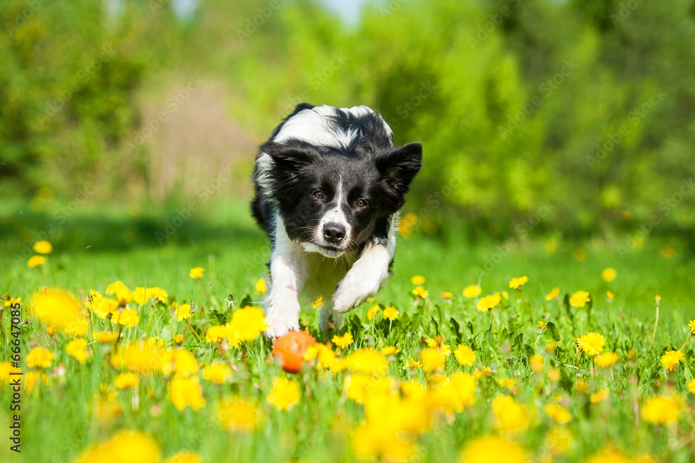 Border collie playing with a ball