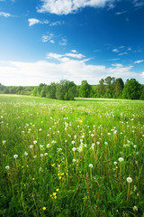 Wandcirkels Lente Paardenbloemenveld in volle bloei  © candy1812