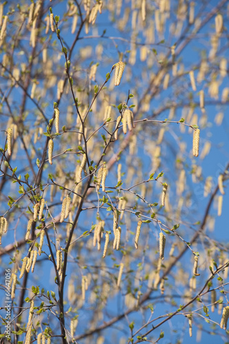 Wallpaper Mural birch catkins Torontodigital.ca