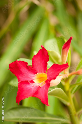 Adenium obesum flower and bud with bamboo background