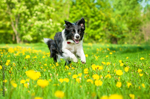 Obraz na płótnie Border collie running on the field with dandelions