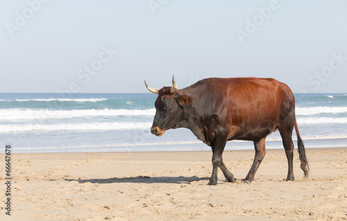 Nguni Cow At The Seaside