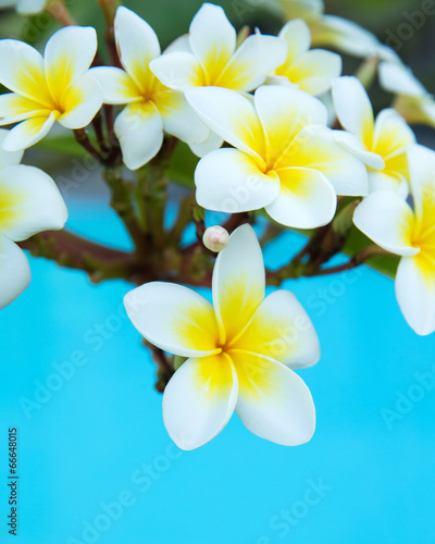 plumeria flowers