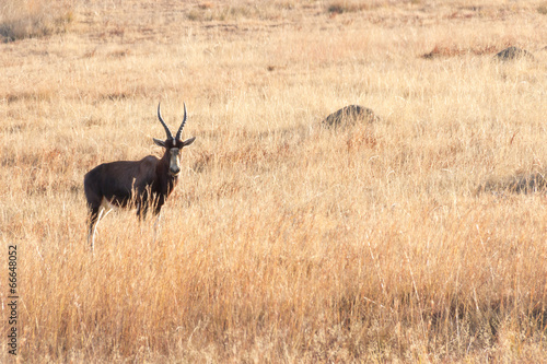 Wallpaper Mural Blesbok Staring In Grass Torontodigital.ca