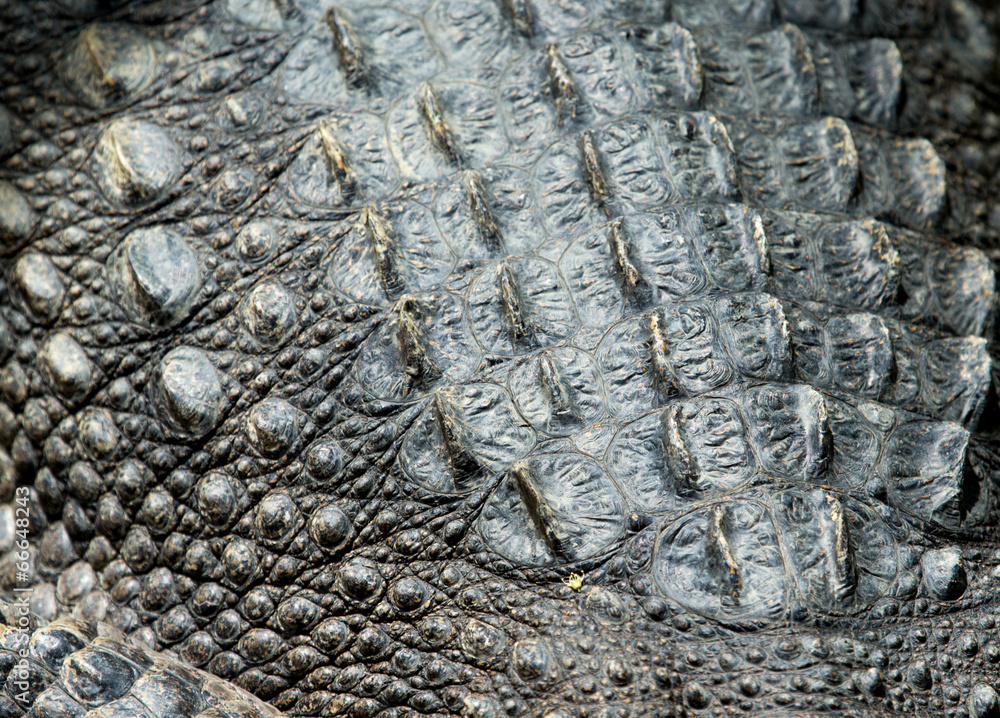 Crocodile skin texture Crocodile skin texture