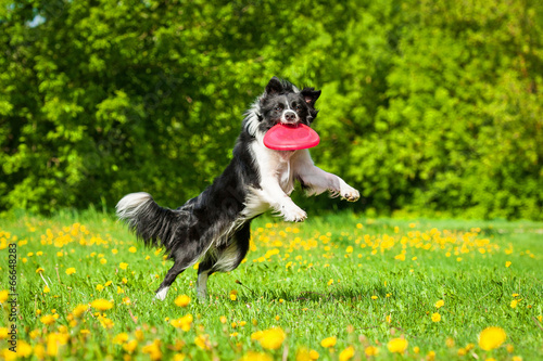 Obraz na płótnie Border collie catching frisbee w salonie